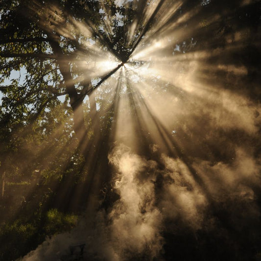 Il y'a un rayon lumineux qui se dégage à travers la forêt. Il y'a également une brise dans la forêt.